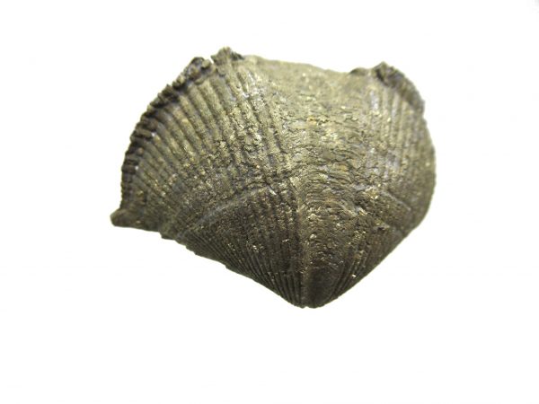 Sylvania Ohio Pyritized Brachiopod #8 - Image 2