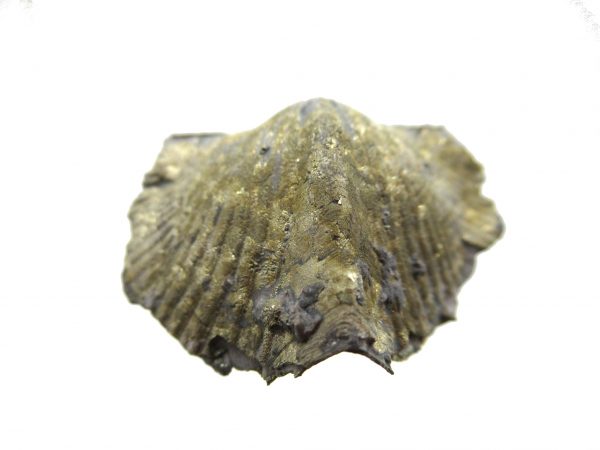 Sylvania Ohio Pyritized Brachiopod #9