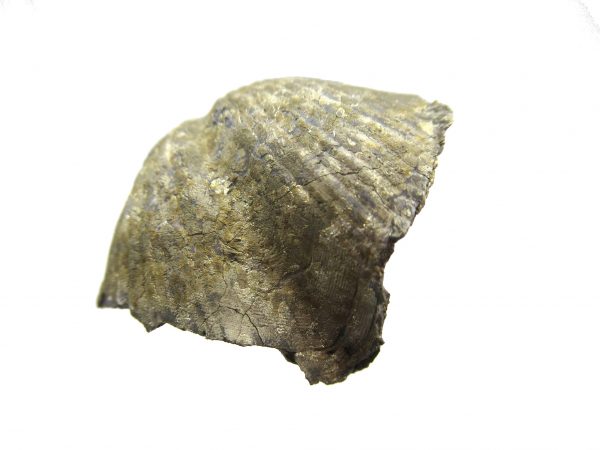 Sylvania Ohio Pyritized Brachiopod #9 - Image 2