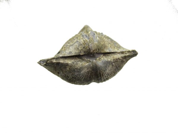 Sylvania Ohio Pyritized Brachiopod #9 - Image 3