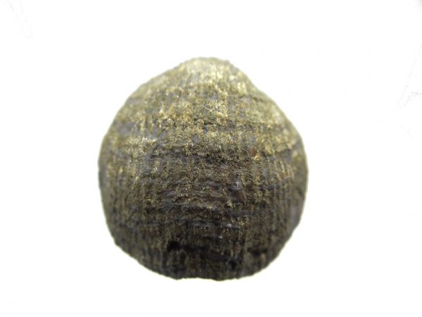 Sylvania Ohio Pyritized Brachiopod #20