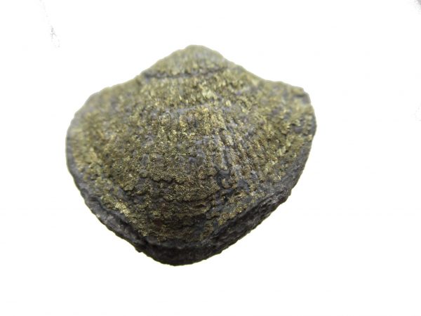 Sylvania Ohio Pyritized Brachiopod #20 - Image 2