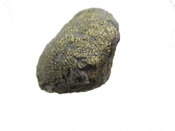 Sylvania Ohio Pyritized Brachiopod #20 - Image 3