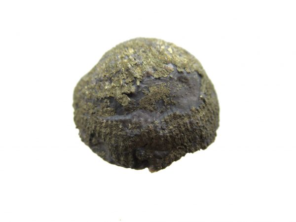 Sylvania Ohio Pyritized Brachiopod #21