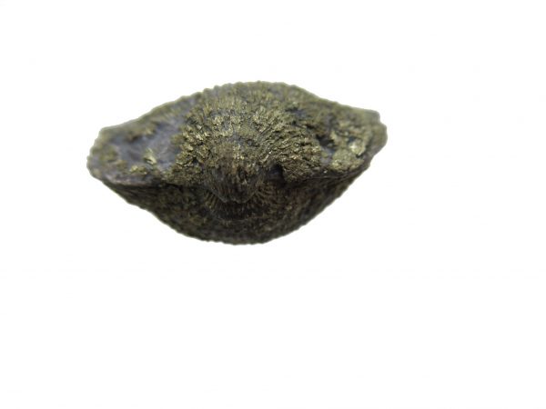 Sylvania Ohio Pyritized Brachiopod #21 - Image 3