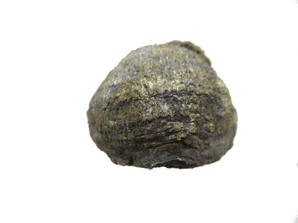 Sylvania Ohio Pyritized Brachiopod #22