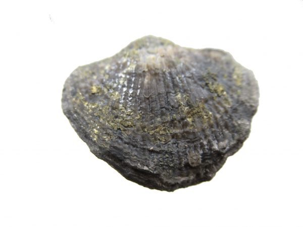 Sylvania Ohio Pyritized Brachiopod #22 - Image 2