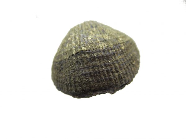 Sylvania Ohio Pyritized Brachiopod #23