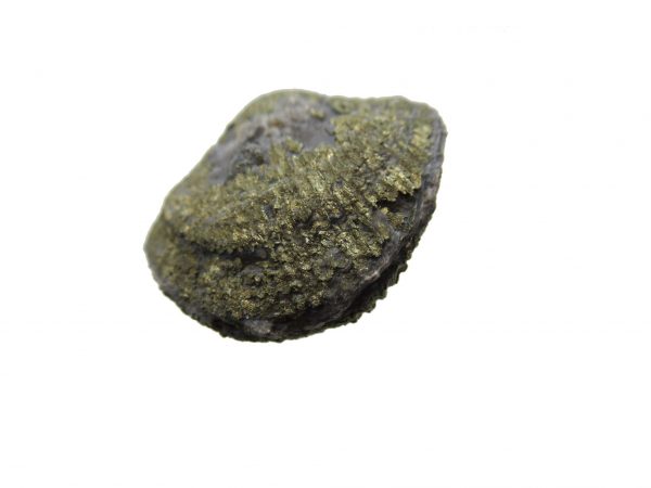 Sylvania Ohio Pyritized Brachiopod #23 - Image 2