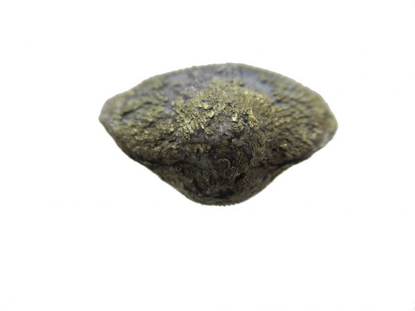 Sylvania Ohio Pyritized Brachiopod #23 - Image 3