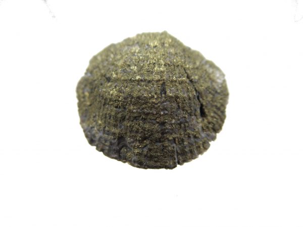 Sylvania Ohio Pyritized Brachiopod #24