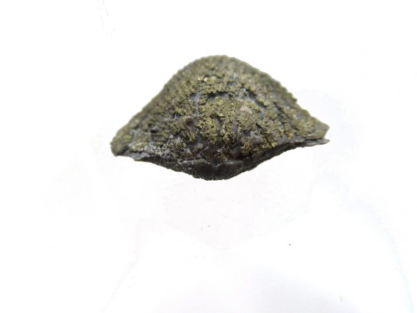 Sylvania Ohio Pyritized Brachiopod #24 - Image 3