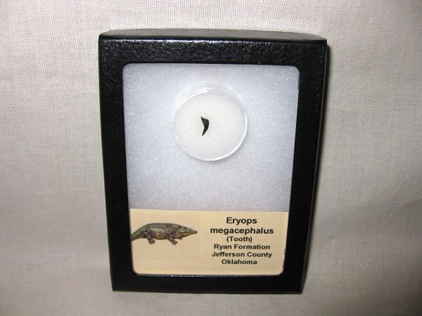 Eryops Permian Amphibian Tooth #1