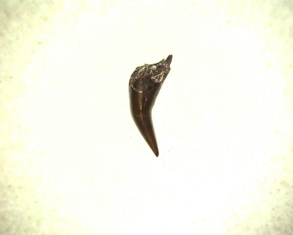 Eryops Permian Amphibian Tooth #1 - Image 2