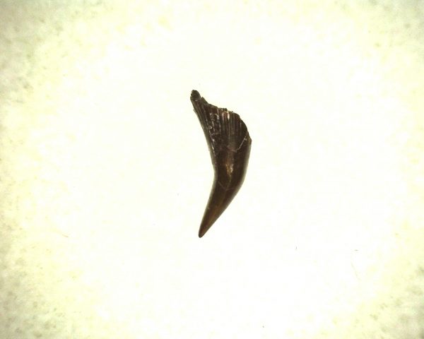 Eryops Permian Amphibian Tooth #1 - Image 3