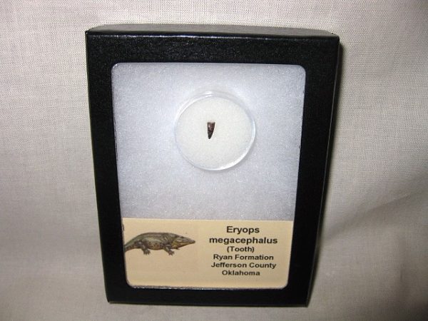 Eryops Permian Amphibian Tooth #3