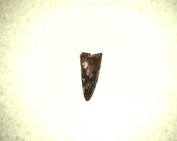 Eryops Permian Amphibian Tooth #3 - Image 2