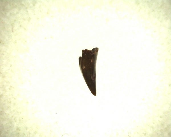 Eryops Permian Amphibian Tooth #3 - Image 3