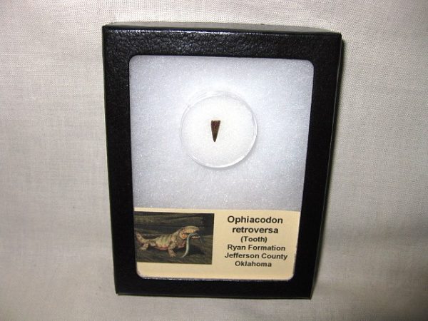 Ophiacodon Reptile Tooth #4