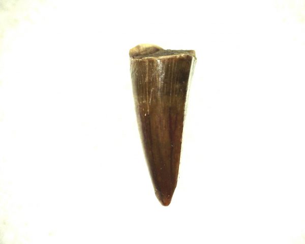 Ophiacodon Reptile Tooth #4 - Image 2