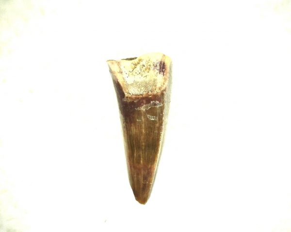 Ophiacodon Reptile Tooth #4 - Image 3