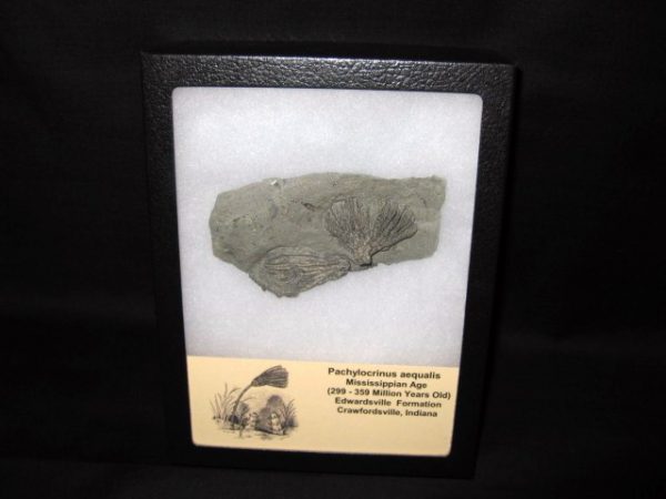 Pachylocrinus Crawfordsville Crinoid #2