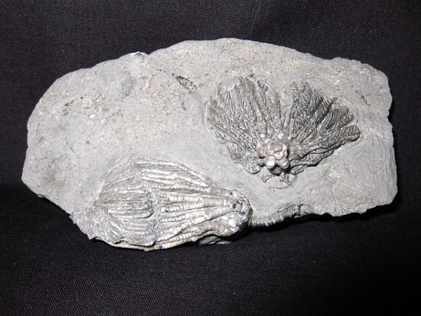 Pachylocrinus Crawfordsville Crinoid #2 - Image 2