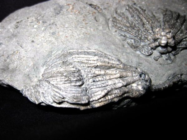 Pachylocrinus Crawfordsville Crinoid #2 - Image 3