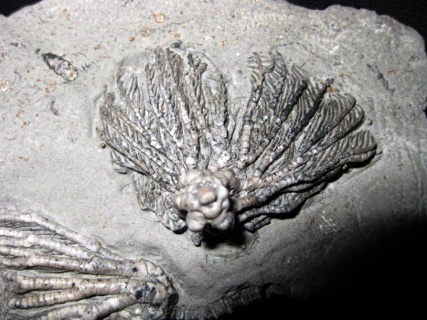 Pachylocrinus Crawfordsville Crinoid #2 - Image 4