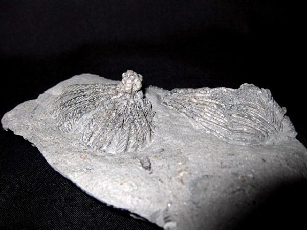 Pachylocrinus Crawfordsville Crinoid #2 - Image 5