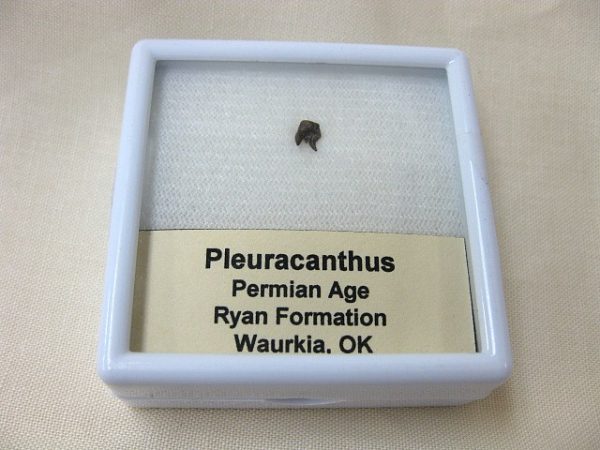 Pleuracanthus Permian Shark Tooth #1