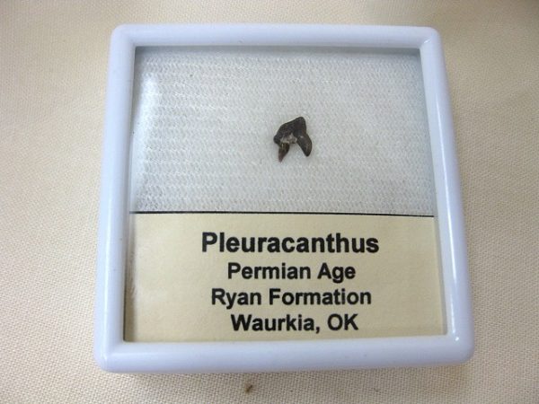 Pleuracanthus Permian Shark Tooth #5