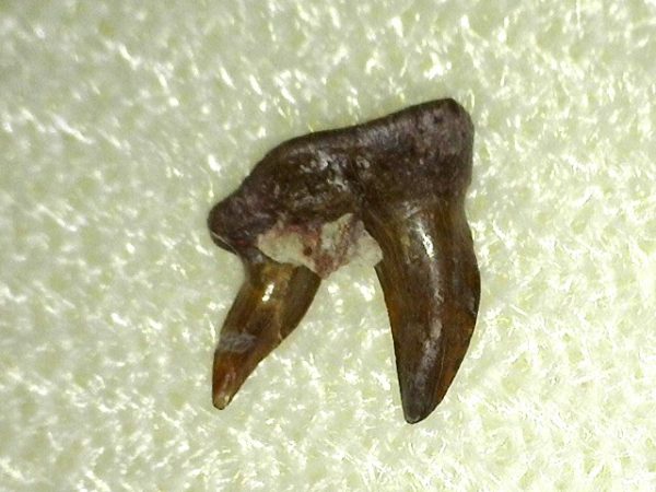 Pleuracanthus Permian Shark Tooth #5 - Image 2