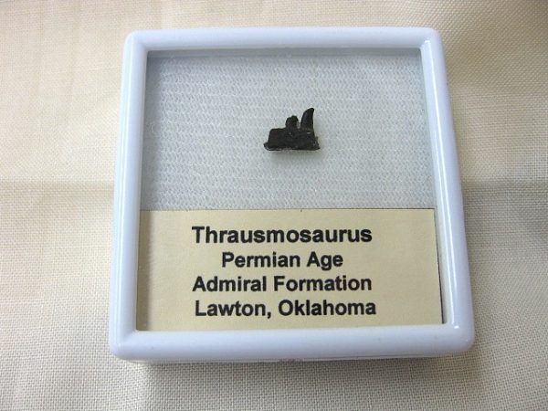 Thrausmosaurus Jaw Section #1