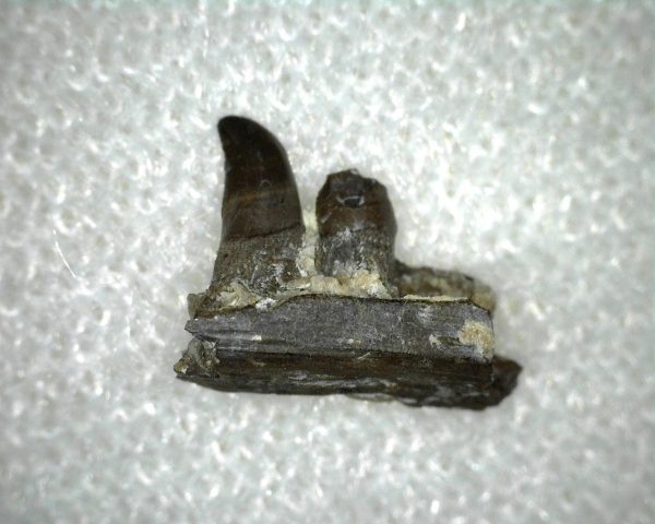 Thrausmosaurus Jaw Section #1 - Image 3