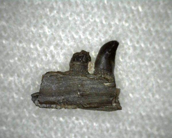 Thrausmosaurus Jaw Section #1 - Image 2