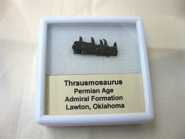 Thrausmosaurus Jaw Section #2