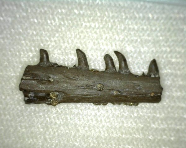 Thrausmosaurus Jaw Section #2 - Image 2