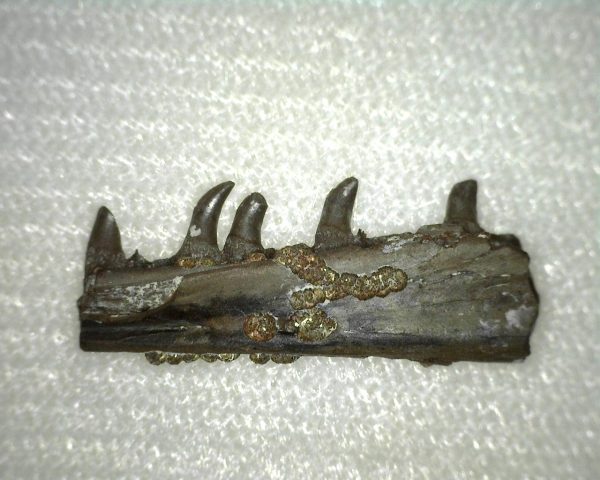 Thrausmosaurus Jaw Section #2 - Image 3