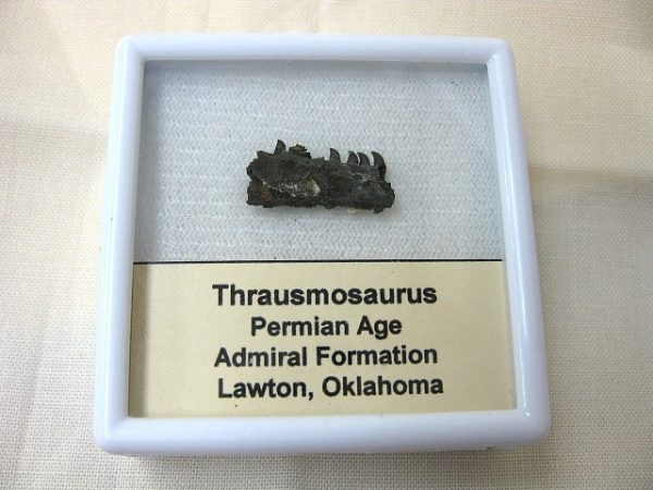 Thrausmosaurus Jaw Section #3