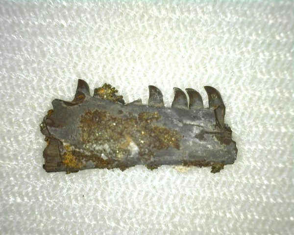 Thrausmosaurus Jaw Section #3 - Image 2