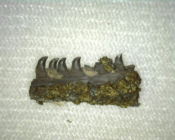 Thrausmosaurus Jaw Section #3 - Image 3