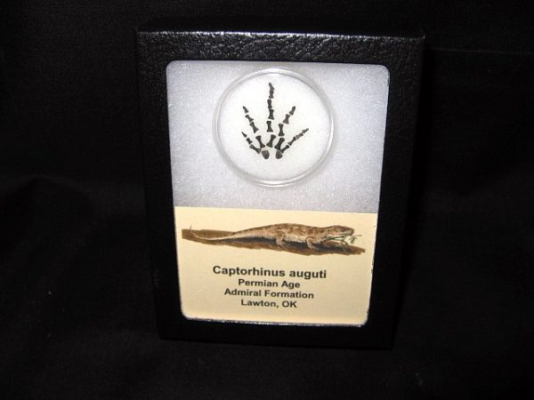 Genuine Permian Age Captorhinus auguti Foot Fossil for Sale from Oklahoma #2