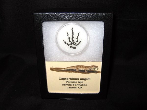 Genuine Permian Age Captorhinus auguti Foot Fossil for Sale from Oklahoma #4