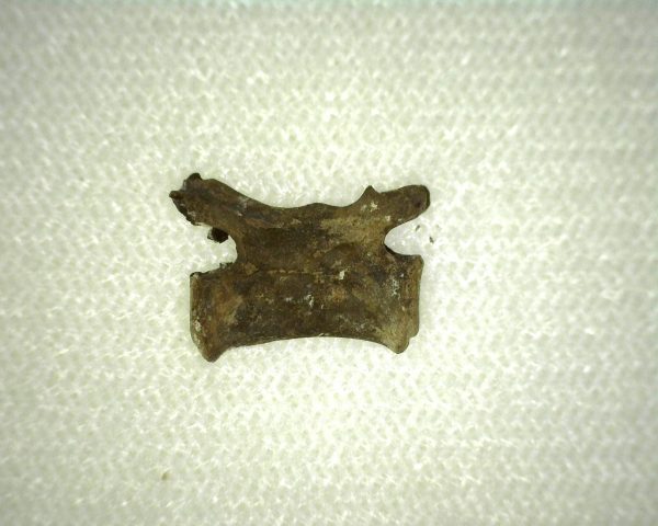 Mycterosaurus longiceps Vertebrae #3 - Image 2