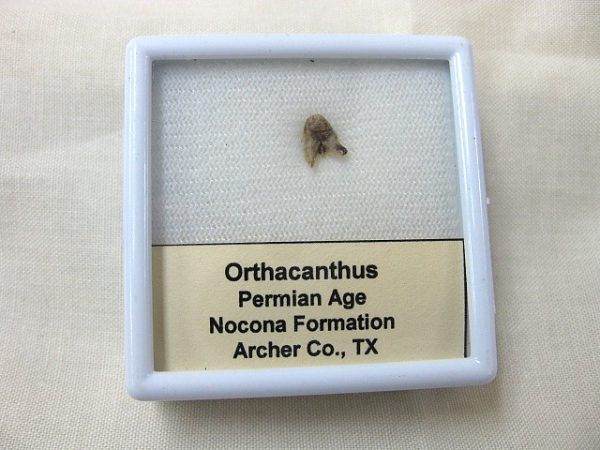 Orthacanthus Permian Shark Tooth #7