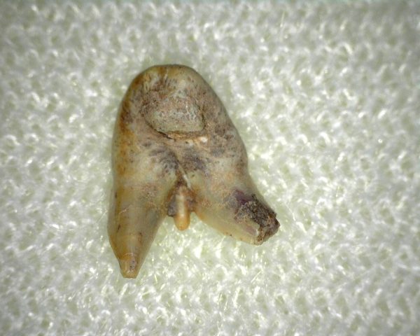 Orthacanthus Permian Shark Tooth #7 - Image 2