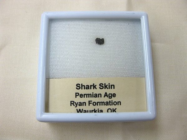 Genuine Permian Shark Skin Ossicle For Sale #2