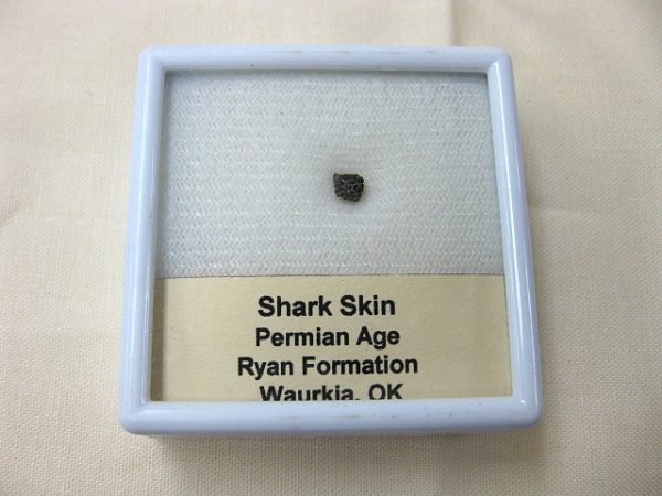 Genuine Permian Shark Skin Ossicle For Sale #3