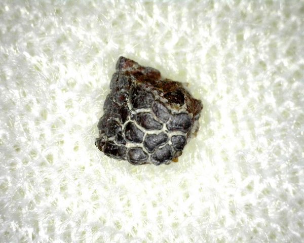 Genuine Permian Shark Skin Ossicle For Sale #3a